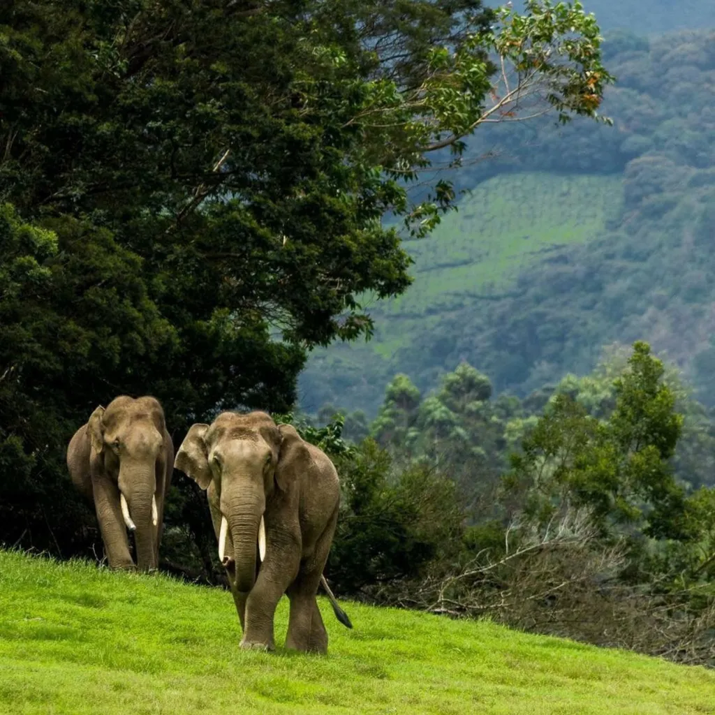 Harangi Elephant Camp