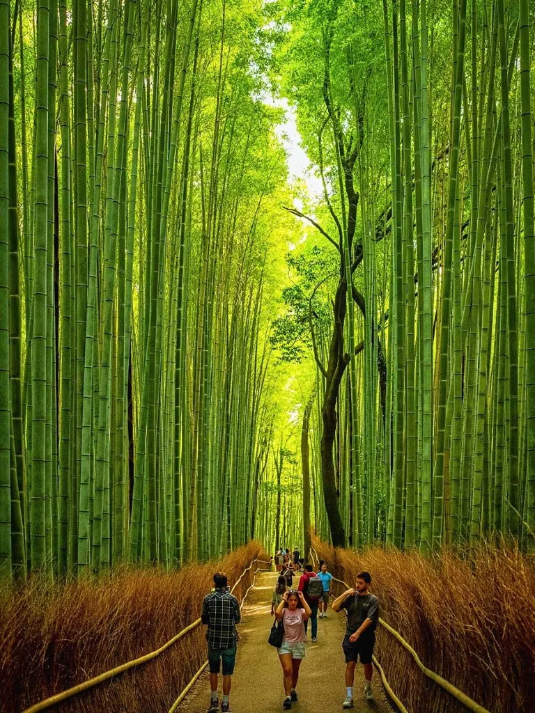 Bamboo Grove