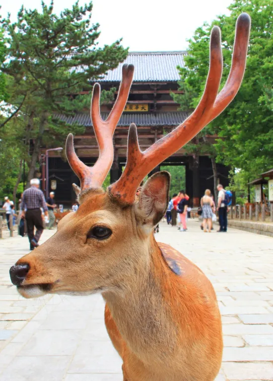 Road to Kyoto