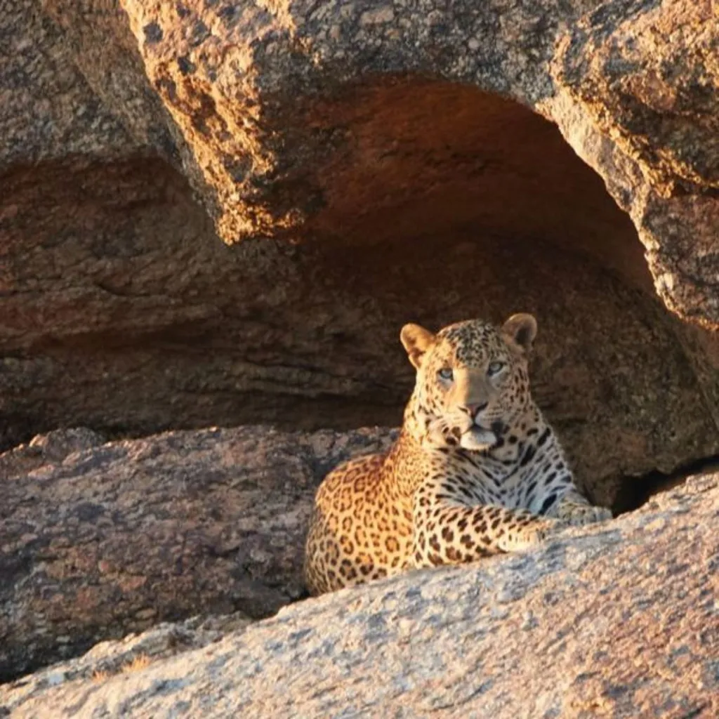 Leopard & Crocodile Safari