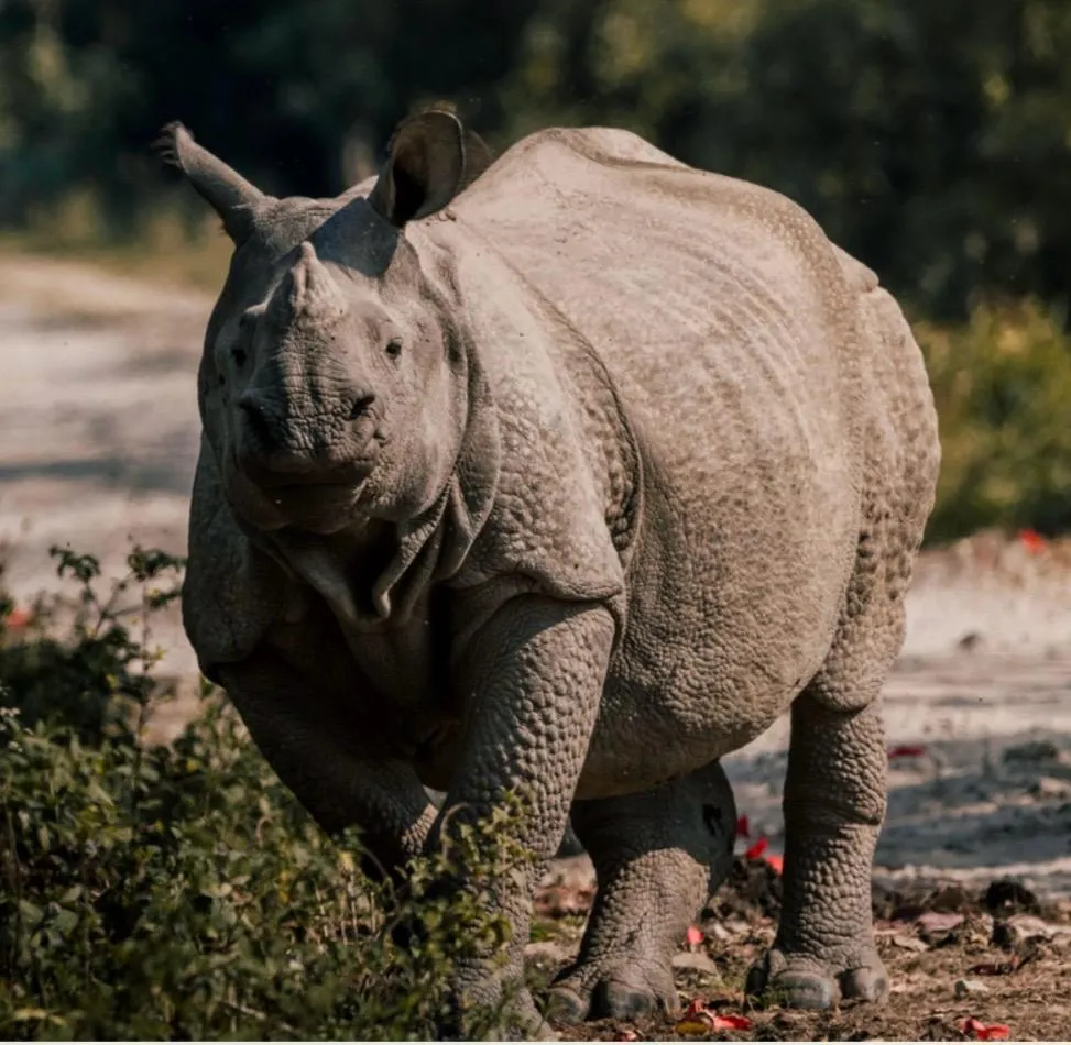 Kaziranga National Park