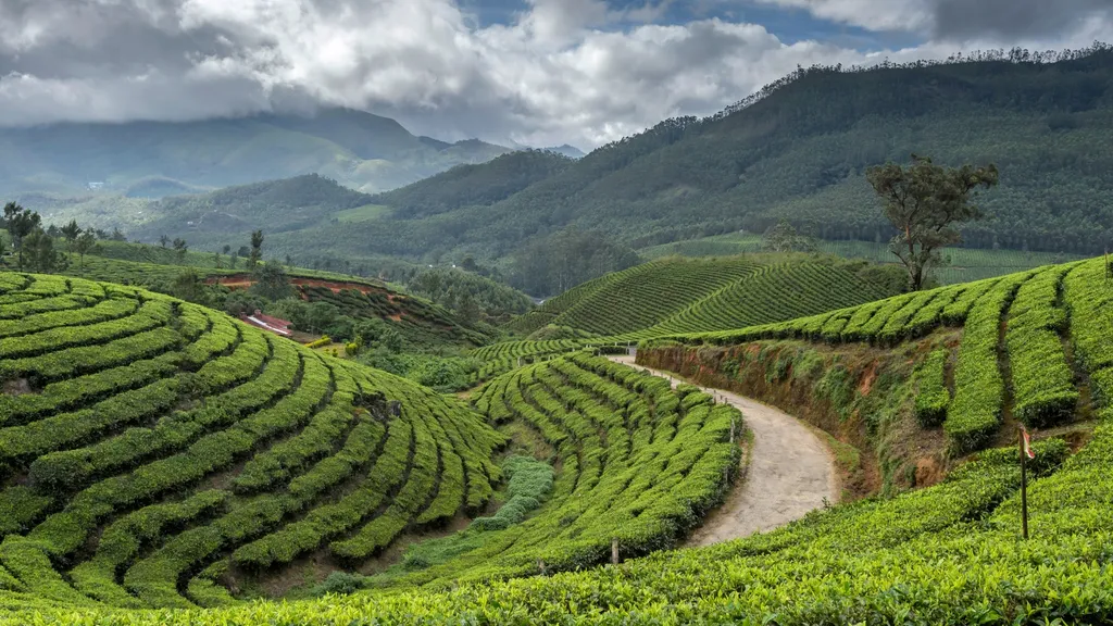 Kerala - New Year