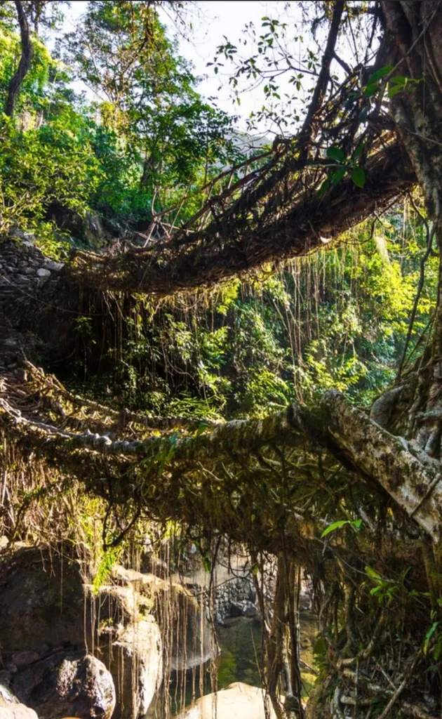 Day Decker Root Bridge Trek