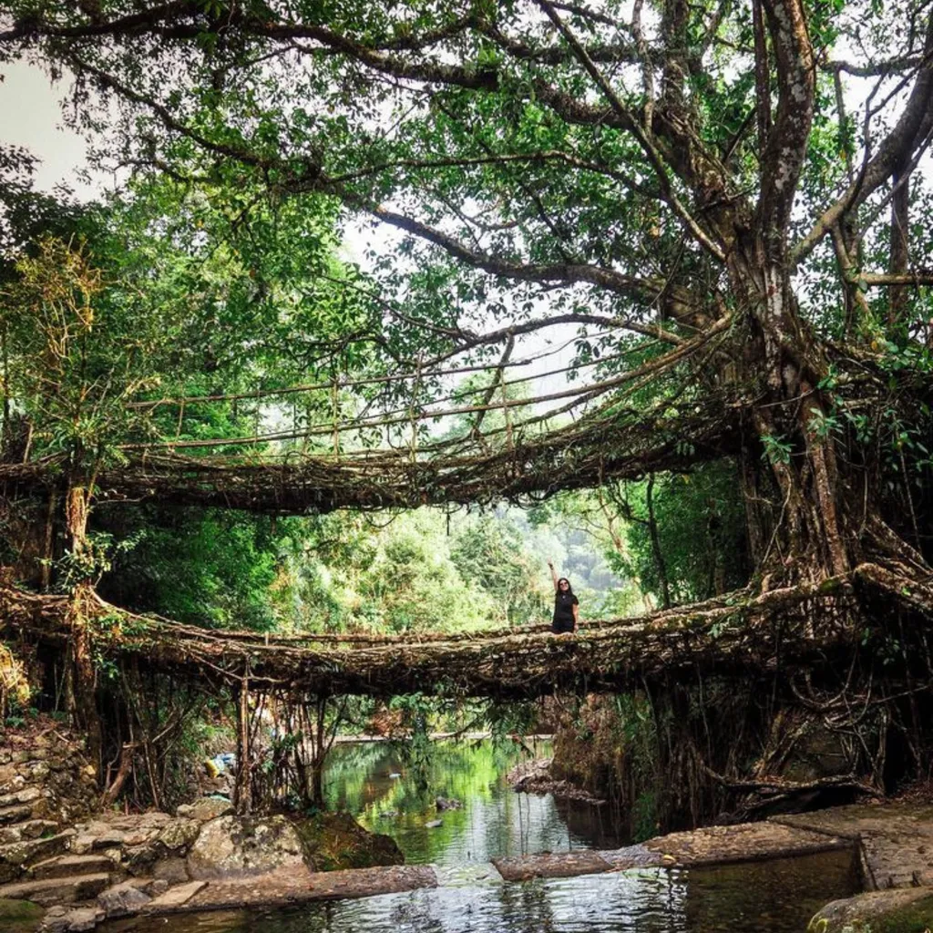 Living Root Bridge